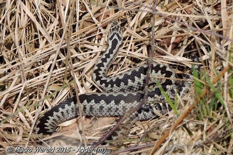 Adder ♂
