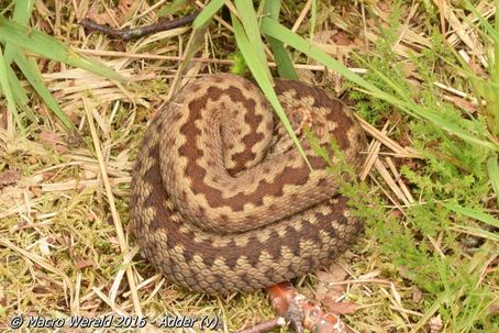 Adder ♀