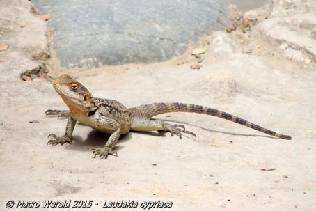 Cypriotische rots agama