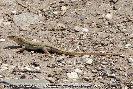 Schreibers Franjeteenhagedis ♀