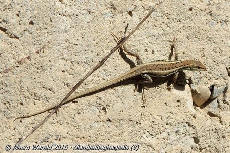 Slangenooghagedis ♀