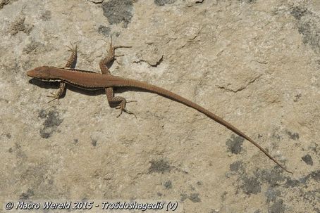 Troödoshagedis ♀