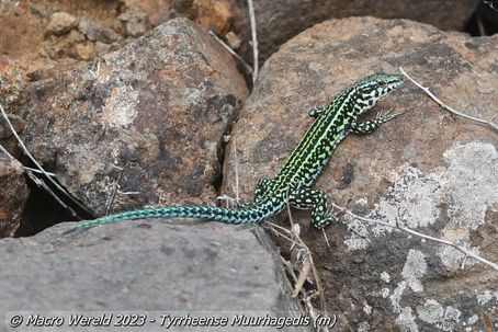Tyrrheense Muurhagedis ♂