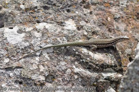 Tyrrheense Muurhagedis ♀