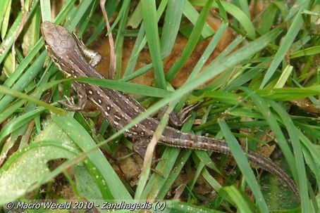 Zandhagedis ♀