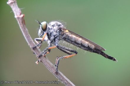 Bosrandroofvlieg ♀
