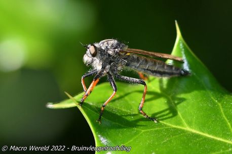 Bruinvleugelroofvlieg ♀