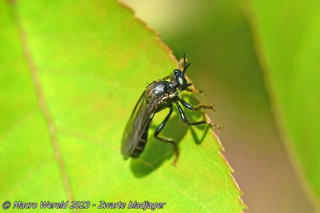 Zwarte bladjager