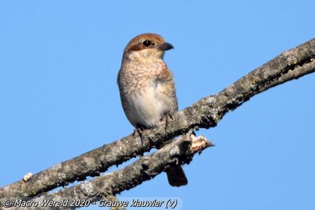 Grauwe klauwier ♀