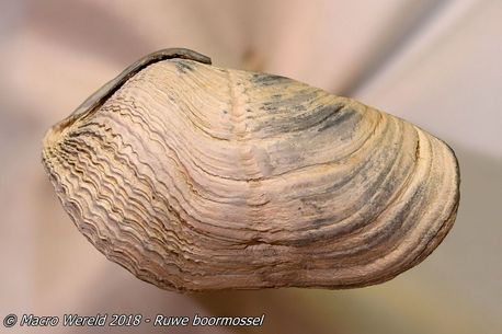 Ruwe boormossel
