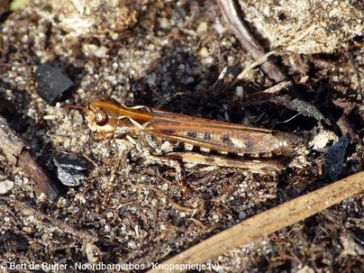 Mottled Grasshopper ♀