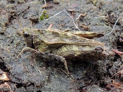Common Ground-hopper ♀