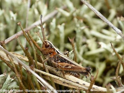 Mottled Grasshopper ♂