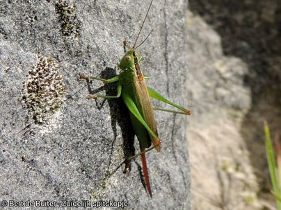 Long-winged Cone-head ♀