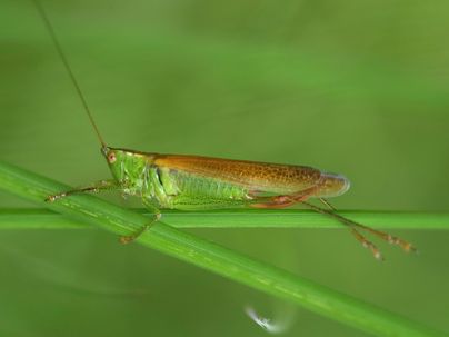 Short-winged Cone-head ♀