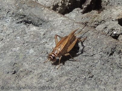 House cricket ♀