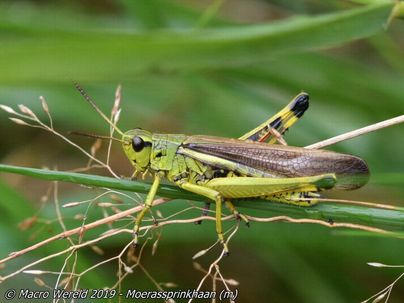 Large Marsh Grasshopper ♂