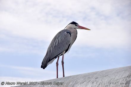 Blauwe Reiger