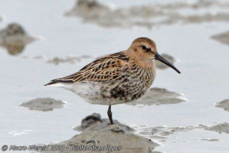 Dunlin