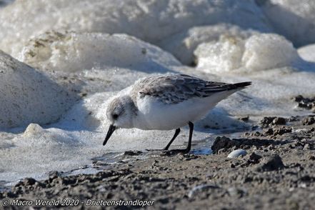 Drieteenstrandloper