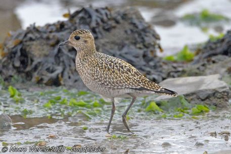 Golden Plover
