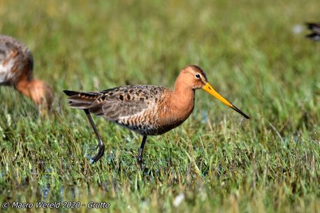 Black-tailed Godwit