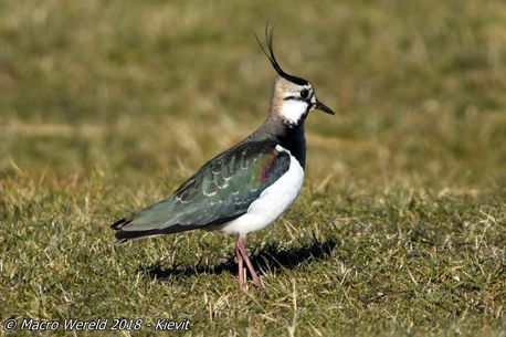 Northern Lapwing