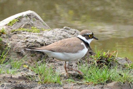 Little Ringed Plover