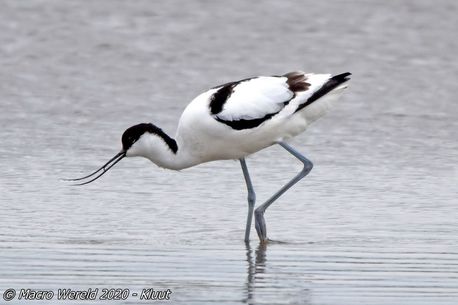 Pied Avocet