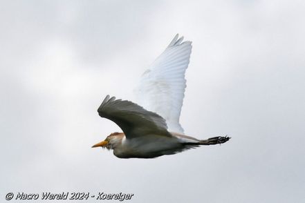 Koereiger