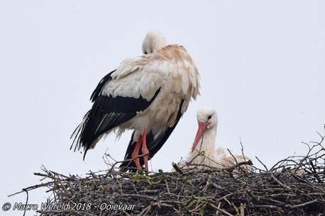 White Stork ♂♀
