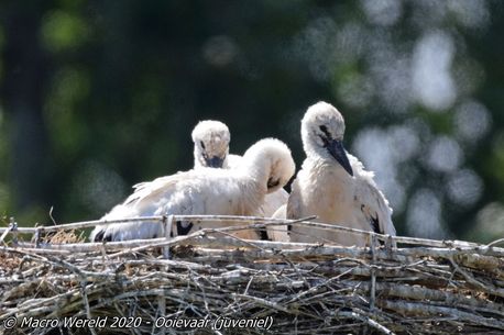 White Stork (juveniles)