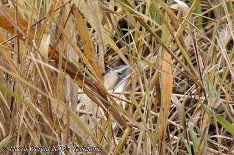 Eurasian Bittern