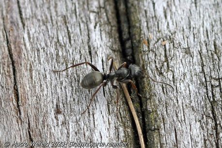 Grauwzwarte renmier