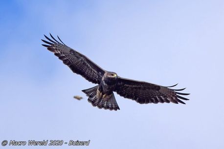 Buizerd