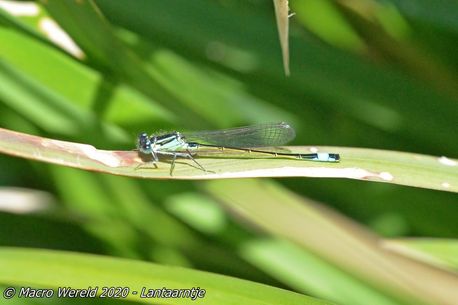 Lantaarntje ♂