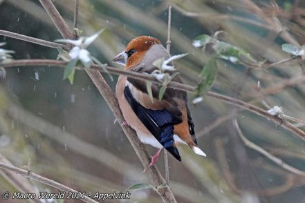 Hawfinch
