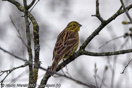 Yellowhammer ♀