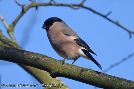 Bullfinch ♀