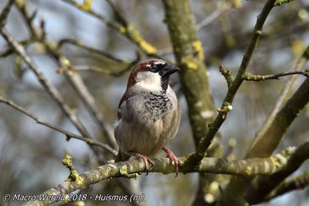 House Sparrow ♂