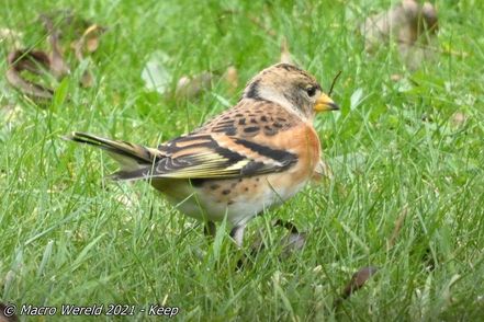Brambling