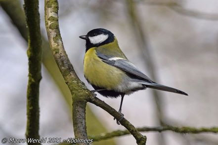 Great Tit