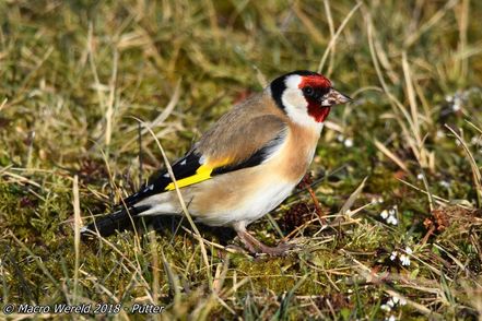 Goldfinch