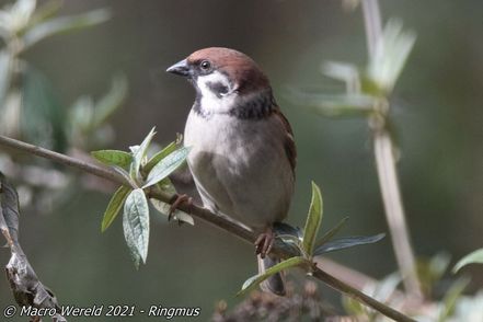 Tree Sparrow