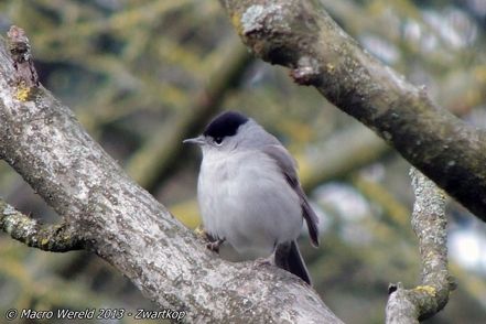 Blackcap ♂