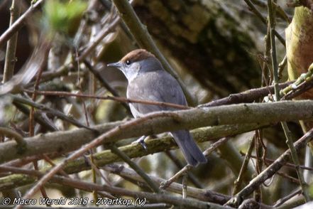 Blackcap ♀