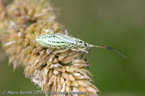Grote bonte graswants