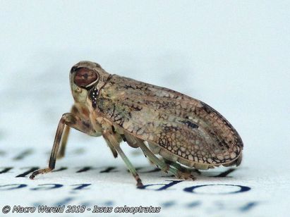 Klimopkevercicade