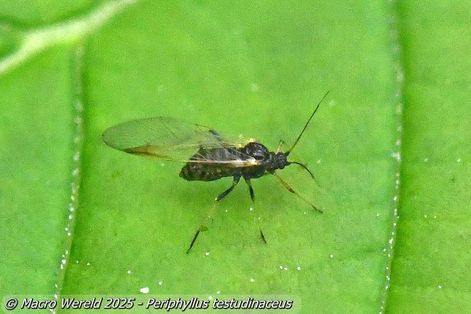 Periphyllus testudinaceus