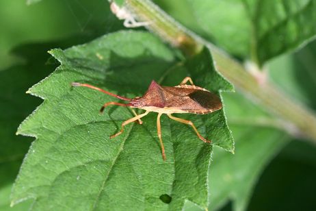 Imago